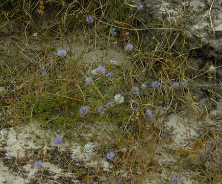 Слика од Jasione montana subsp. montana