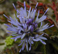 Image de Jasione montana subsp. montana