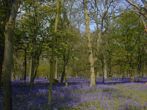 Image of Common Bluebell