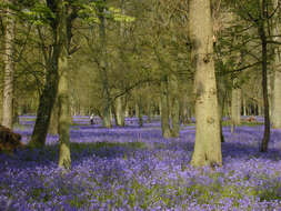 Image of Common Bluebell