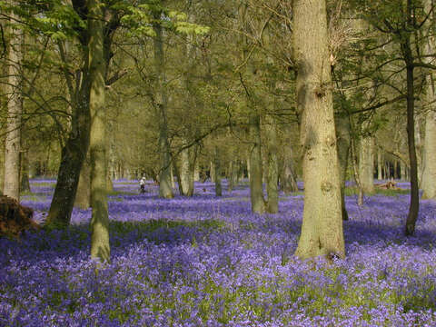 Image of Common Bluebell