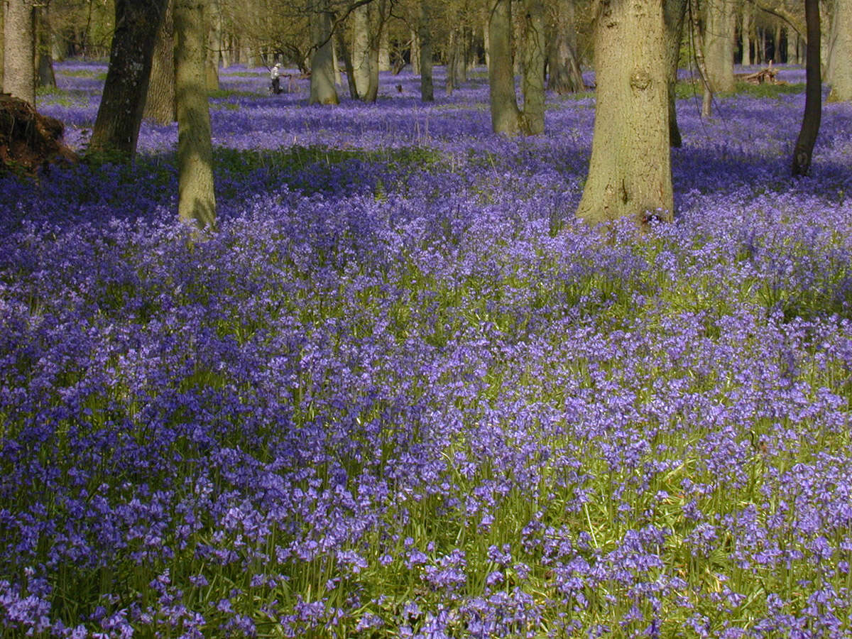 Image of Common Bluebell