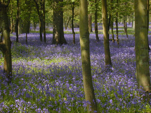 Image of Common Bluebell