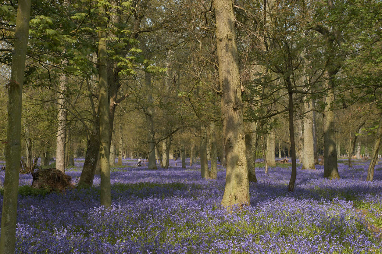 Image of Common Bluebell