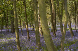 Image of Common Bluebell