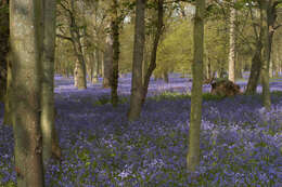 Image of Common Bluebell