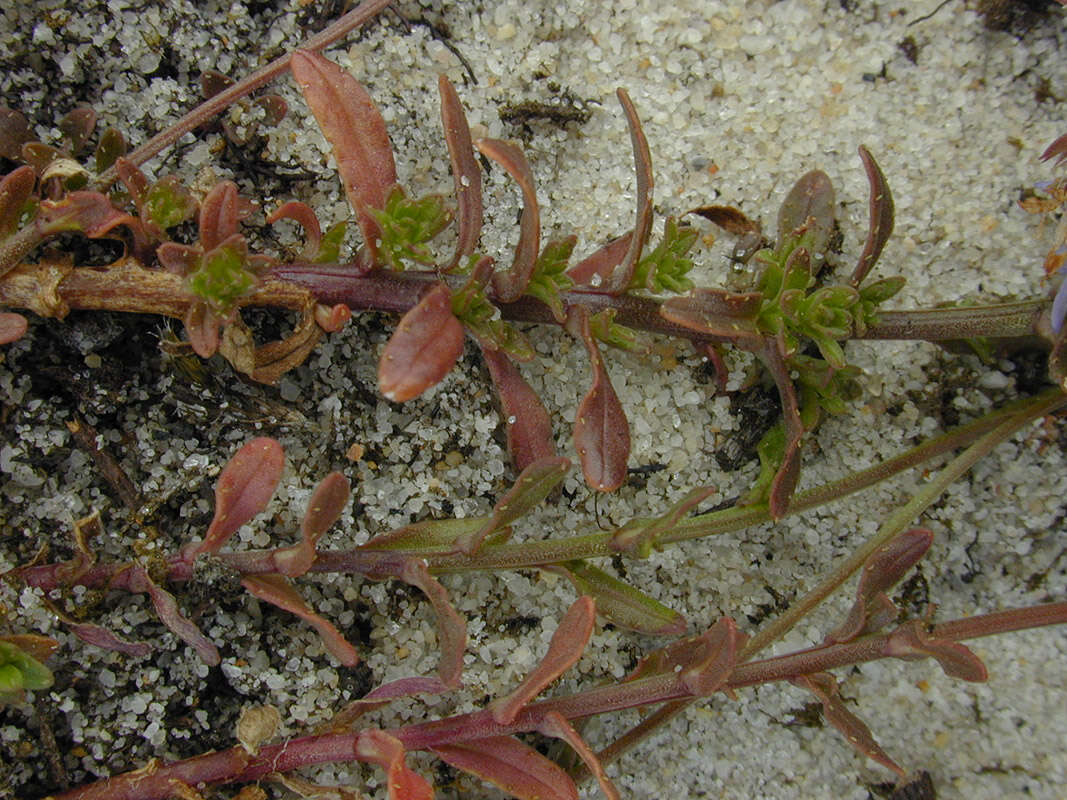 Image de Jasione montana subsp. montana