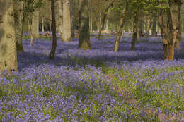 Image of Common Bluebell