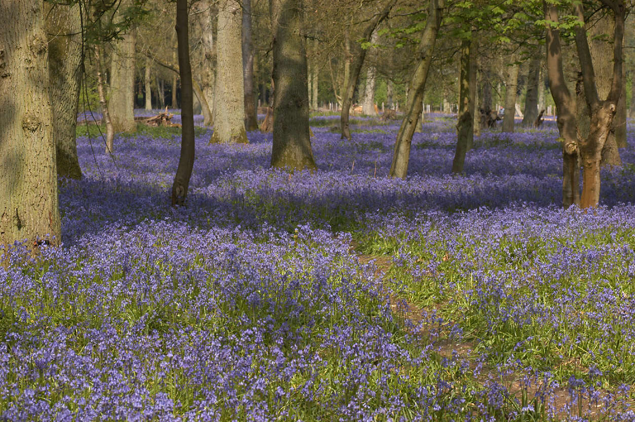 Image of Common Bluebell