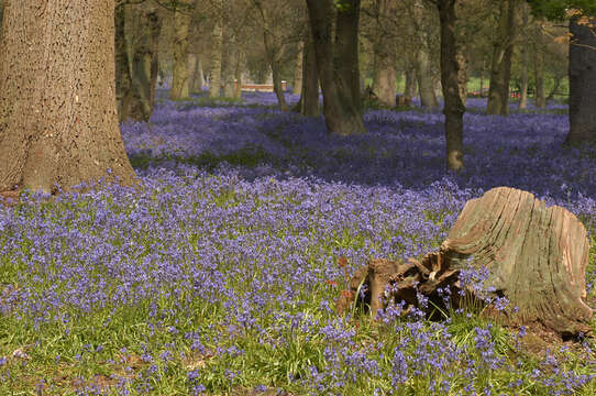 Image of Common Bluebell