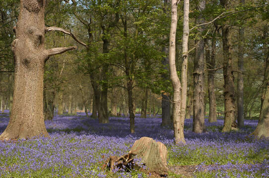 Image of Common Bluebell