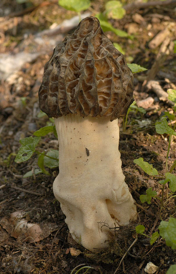 Image de Mitrophora