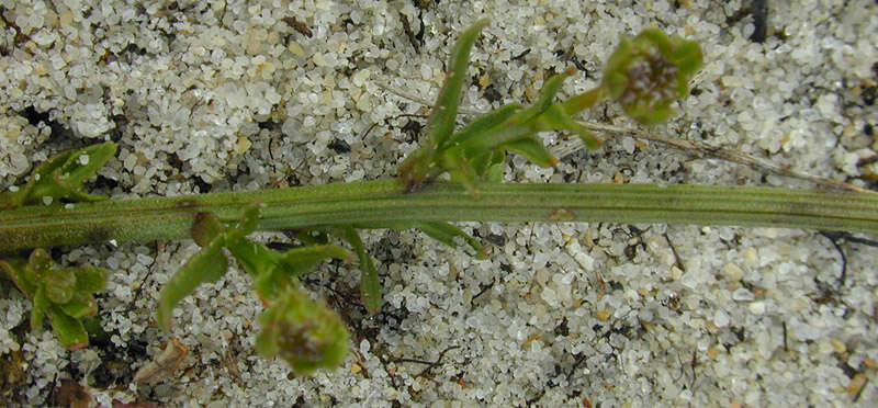 Image de Jasione montana subsp. montana