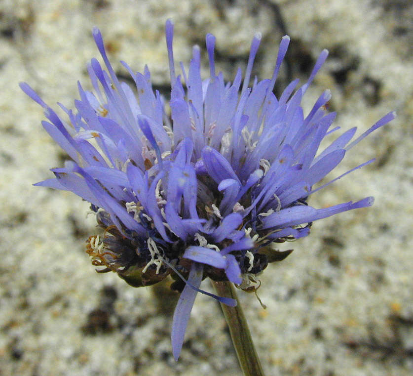 Image de Jasione montana subsp. montana