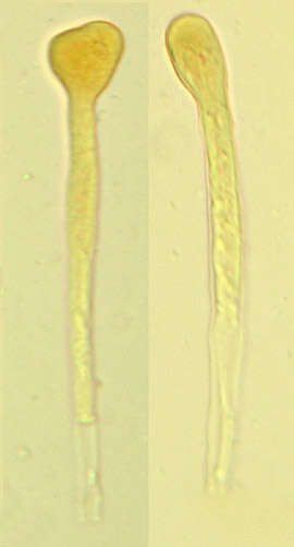 Image de Mitrophora