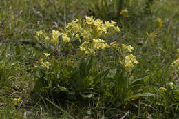 Image of <i>Primula</i> veris × Primula <i>vulgaris</i>