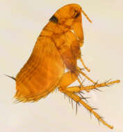 Image of rodent flea