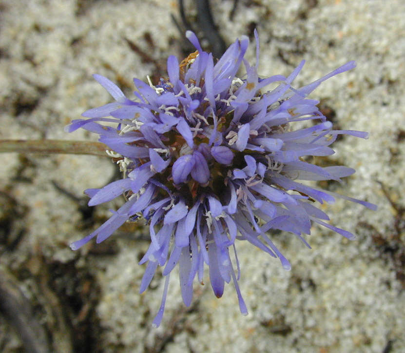 Image de Jasione montana subsp. montana