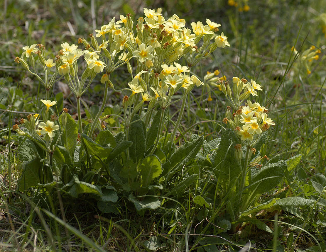 Image of <i>Primula</i> veris × Primula <i>vulgaris</i>