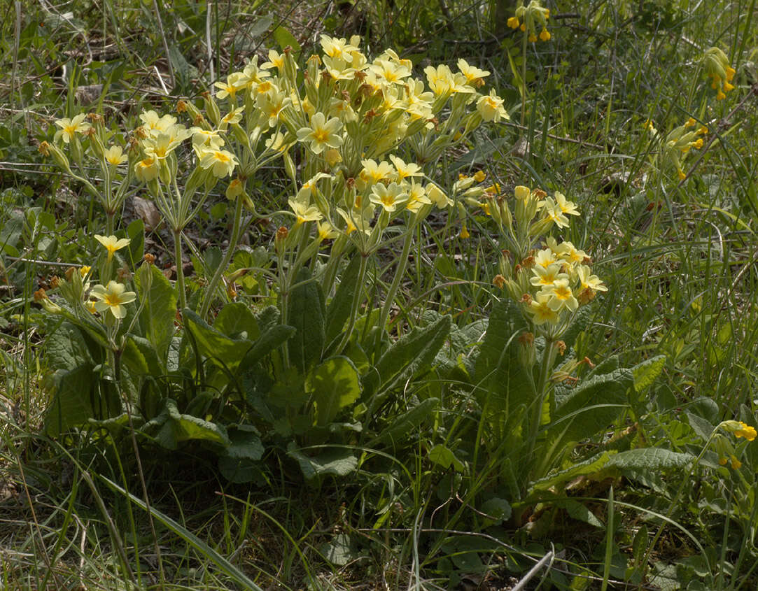 Image of <i>Primula</i> veris × Primula <i>vulgaris</i>