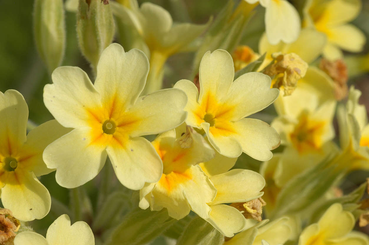 Image of <i>Primula</i> veris × Primula <i>vulgaris</i>