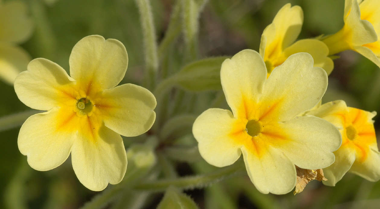 Image of <i>Primula</i> veris × Primula <i>vulgaris</i>