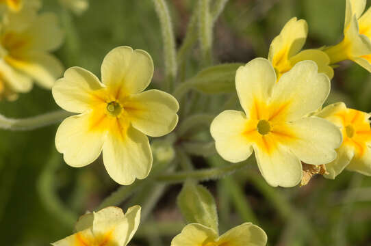 Image of <i>Primula</i> veris × Primula <i>vulgaris</i>