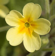 Image of <i>Primula</i> veris × Primula <i>vulgaris</i>