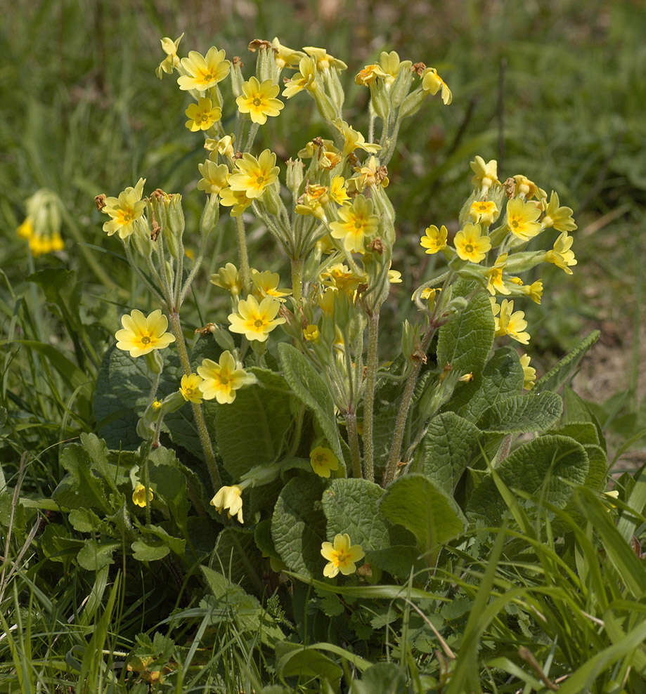 Image of <i>Primula</i> veris × Primula <i>vulgaris</i>