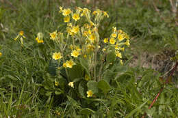 Image of <i>Primula</i> veris × Primula <i>vulgaris</i>