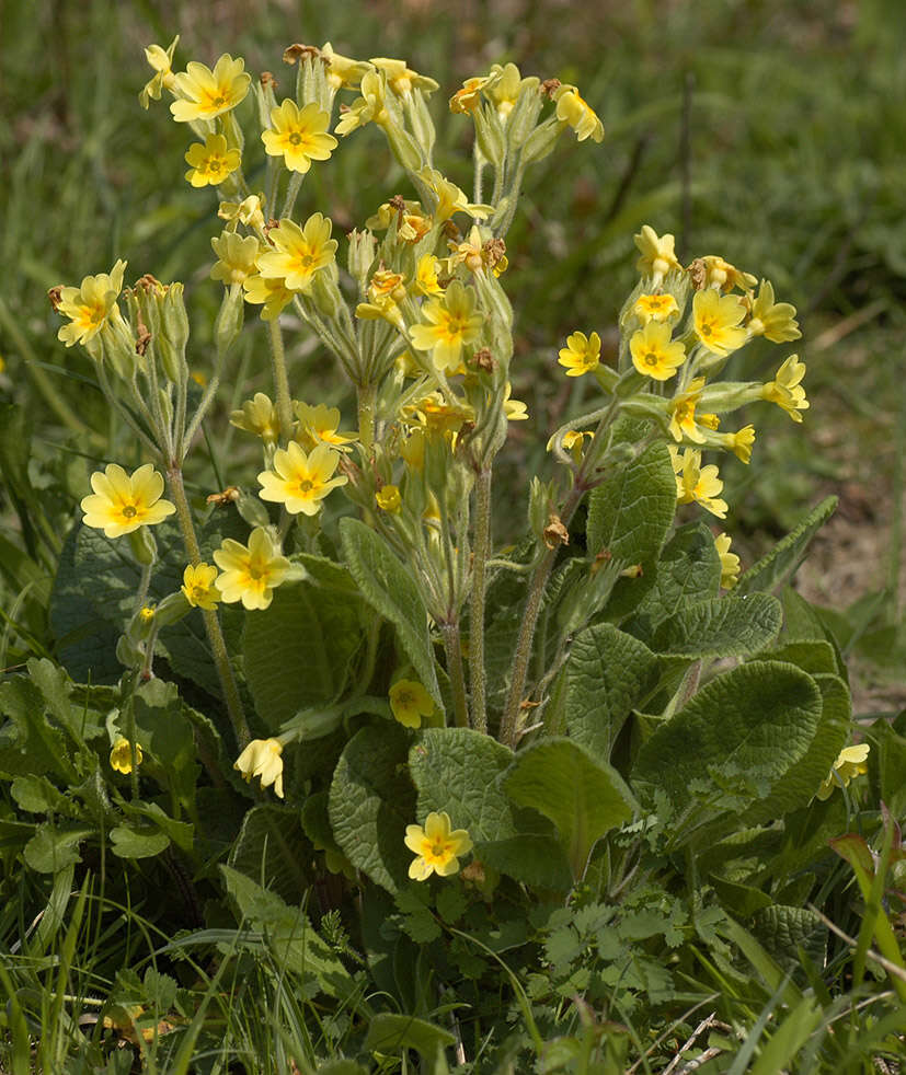 Image of <i>Primula</i> veris × Primula <i>vulgaris</i>