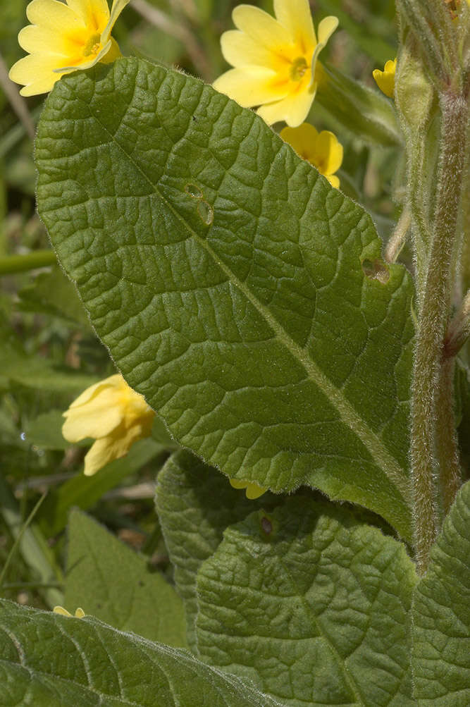 Image of <i>Primula</i> veris × Primula <i>vulgaris</i>