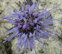 Image de Jasione montana subsp. montana