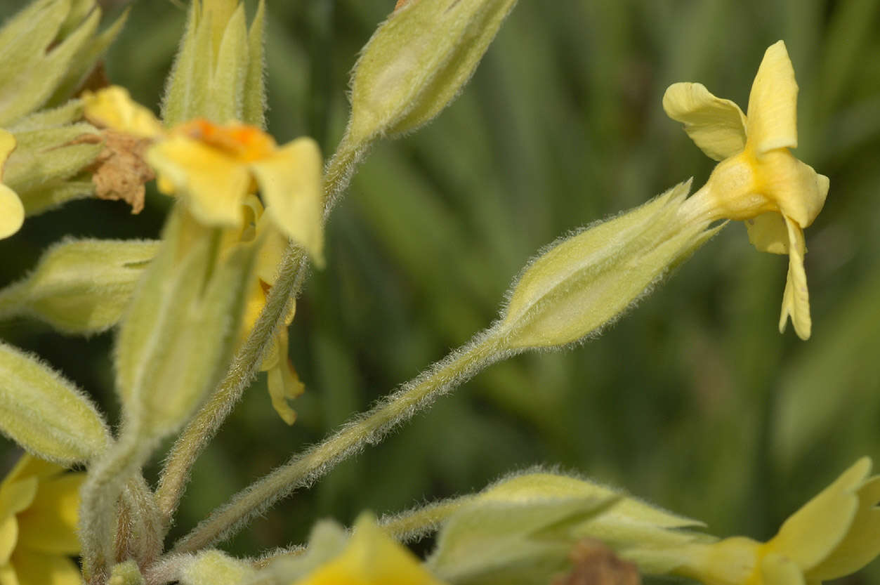 Image of <i>Primula</i> veris × Primula <i>vulgaris</i>