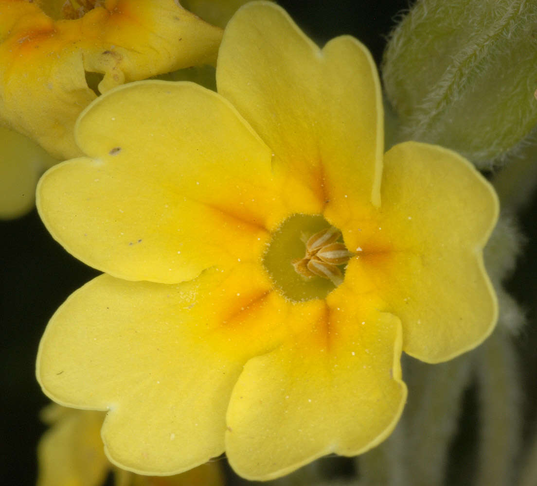 Image of <i>Primula</i> veris × Primula <i>vulgaris</i>