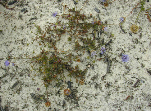 Image of Jasione montana subsp. montana