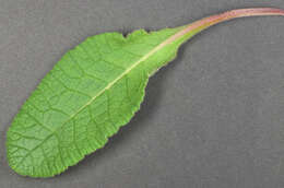 Image of <i>Primula</i> veris × Primula <i>vulgaris</i>
