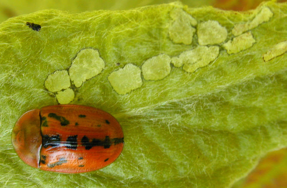 Image of Fleabane tortoise beetle