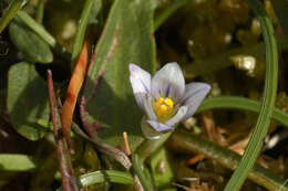 Image of Sand Crocus