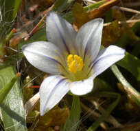 Image of Sand Crocus