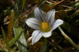 Image of Sand Crocus