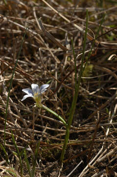 Image of Sand Crocus