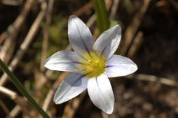 Image of Sand Crocus