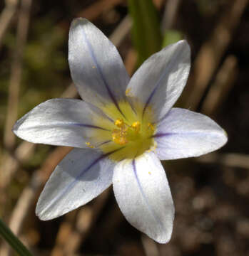 Image of Sand Crocus