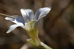 Image of Sand Crocus