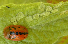 Image of Fleabane tortoise beetle