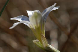 Image of Sand Crocus