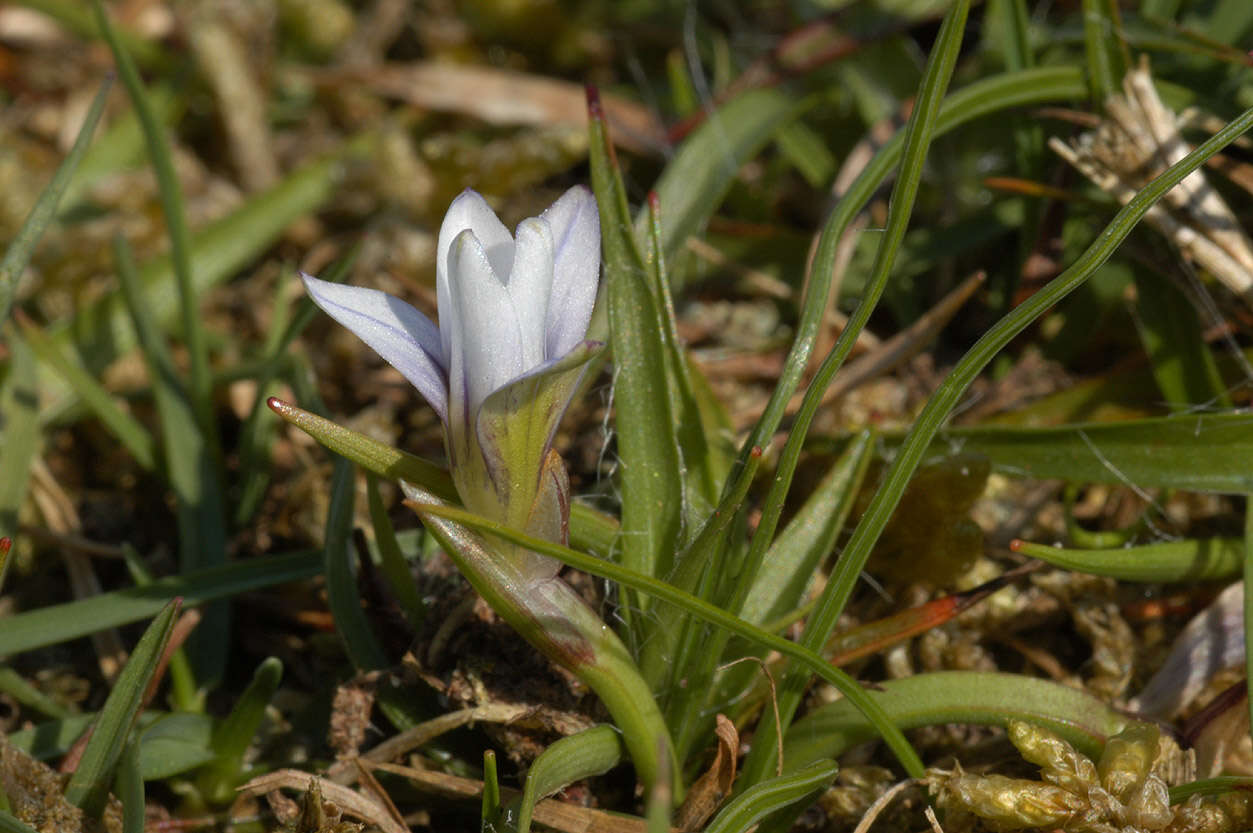 Image of Sand Crocus