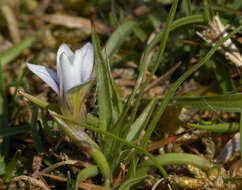 Image of Sand Crocus