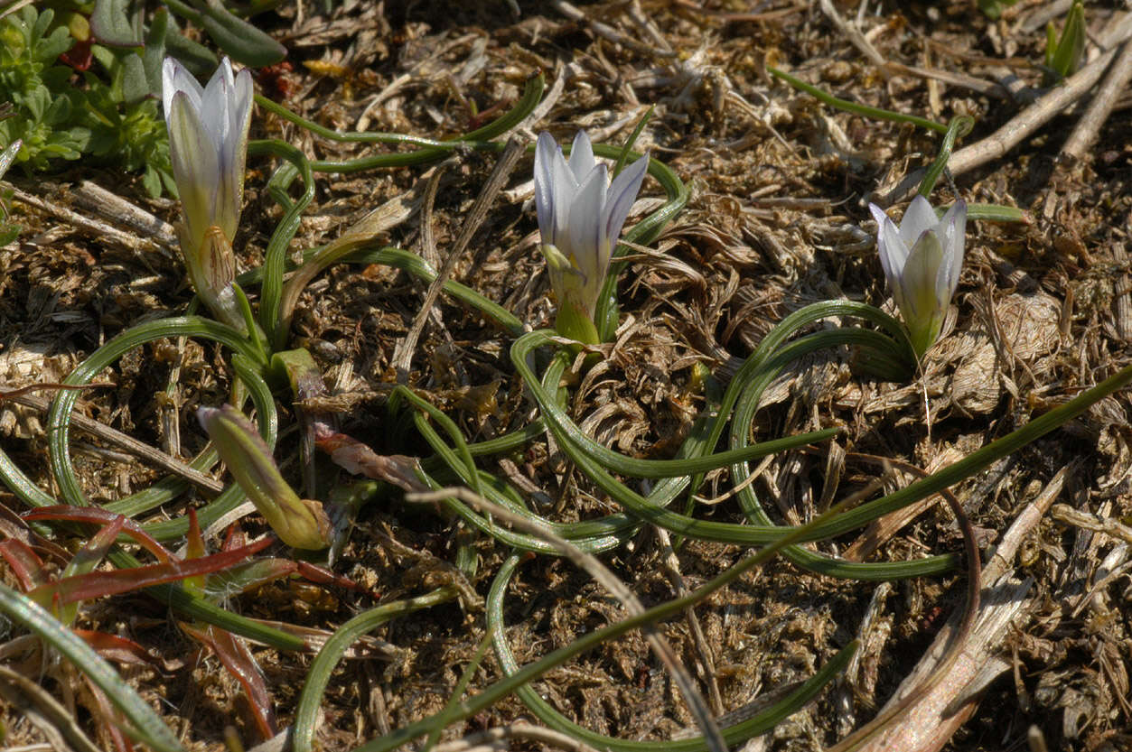 Image of Sand Crocus